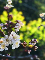 Shang Fang Yuanyi·Meng Garden