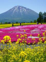 三島さんの芝桜庭園