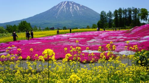 三島さんの芝桜庭園