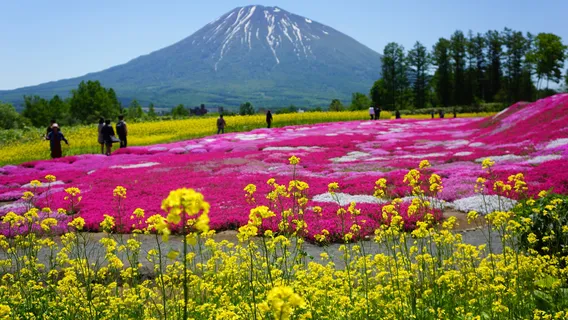Mishima-San’s Shibazakura Garden