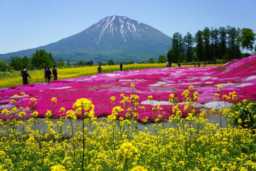 三島芝櫻公園