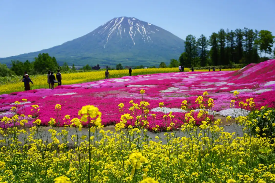 Hotels near Mishima's Shibazakura Garden
