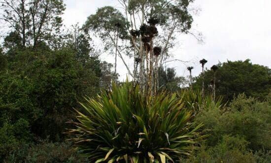 Australian National Botanic Gardens