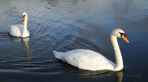 Round Pond