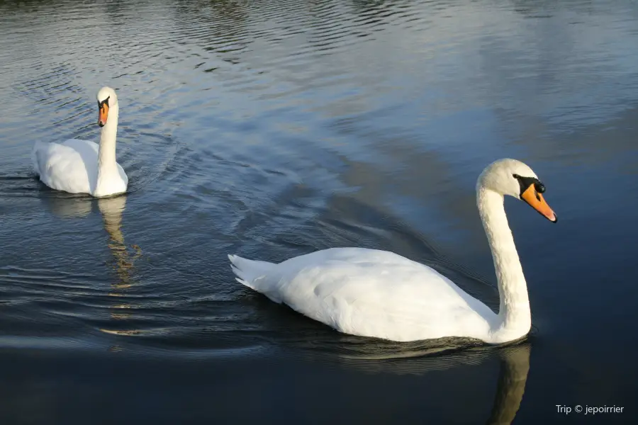 Round Pond