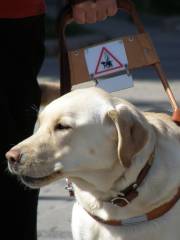 Guide Dogs For The Blind Inc