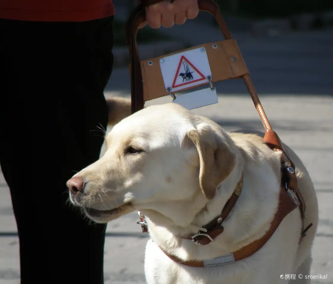 Hotels near Guide Dogs For The Blind Inc