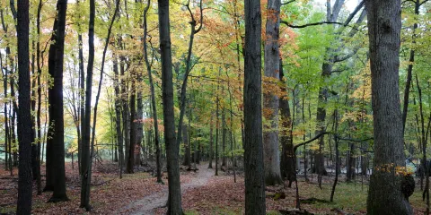 Lansing Woods