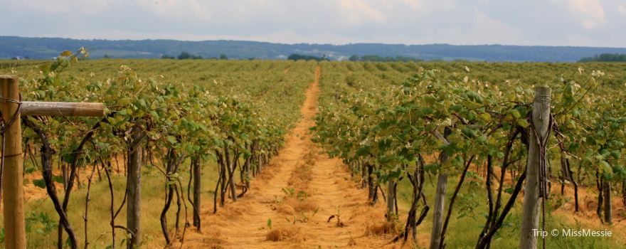 Lagom Vineyards
