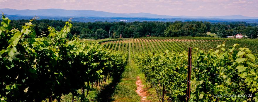 Weggy Winery