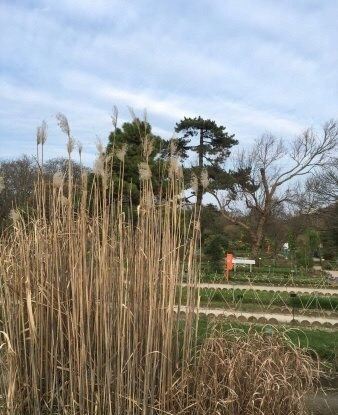 Jardin des serres d'Auteuil