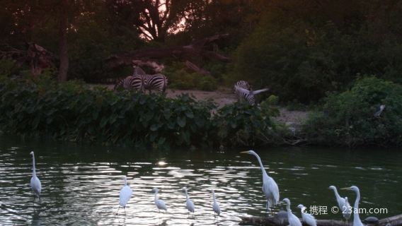 Sunset Zoo