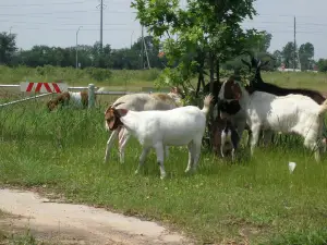 Surfing Goat Dairy Farm Shop & Café