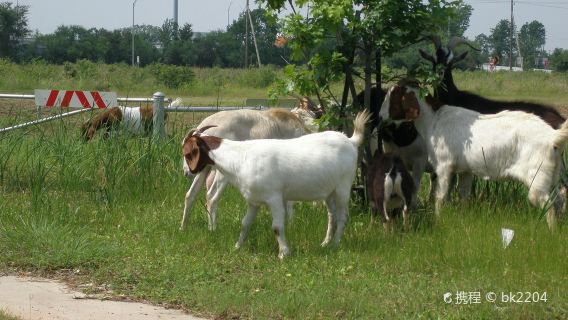 Surfing Goat Dairy Farm Shop & Café