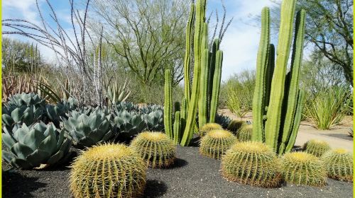 沙漠植物園