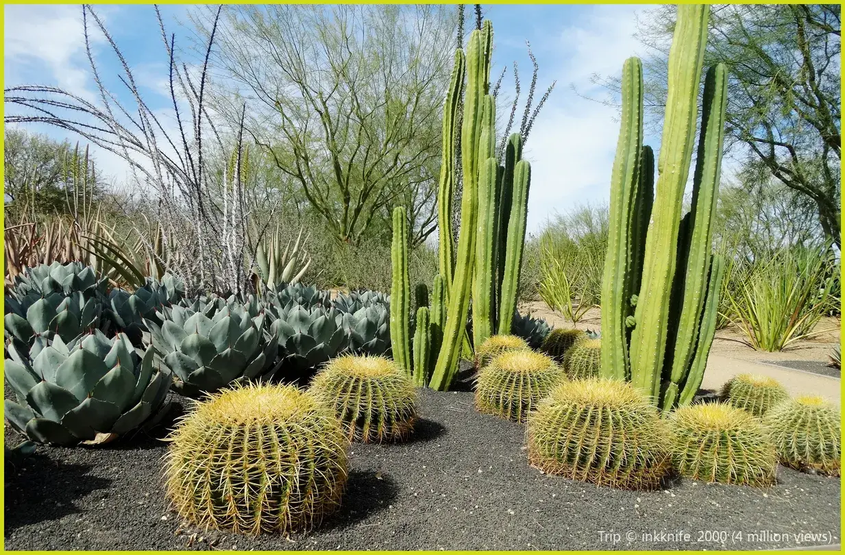 4_砂漠植物園.