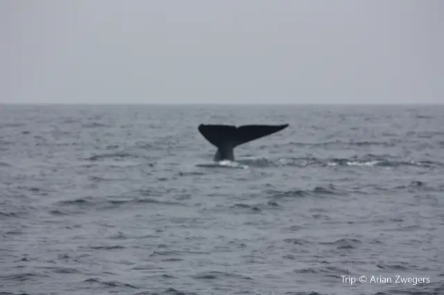 Whale Watching At Sea in Sri Lanka