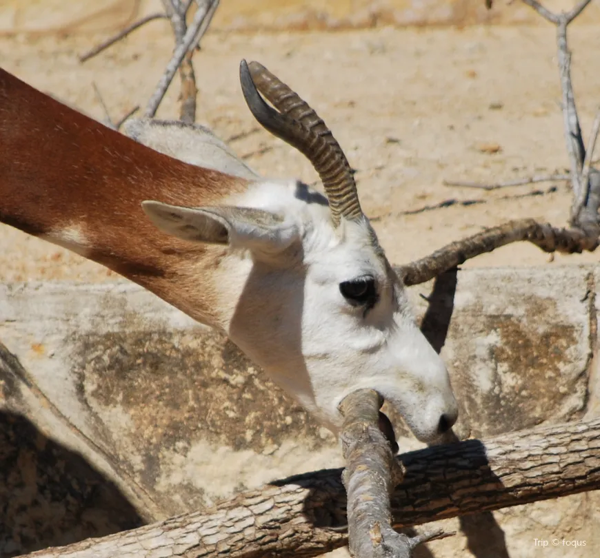 4_San Antonio Zoo
