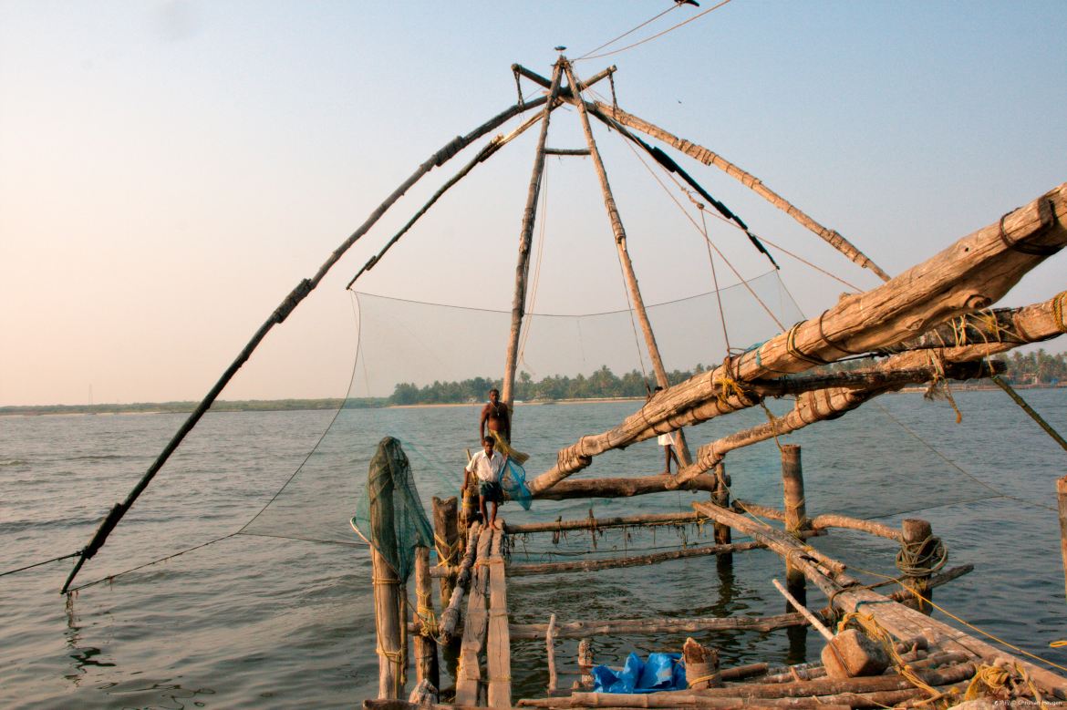 compare net gear larvae statistic fish Demersal Fish - an overview