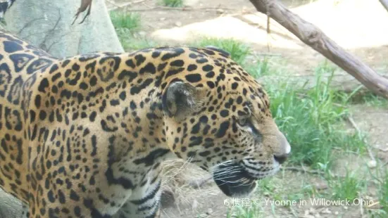 阿克倫動物園