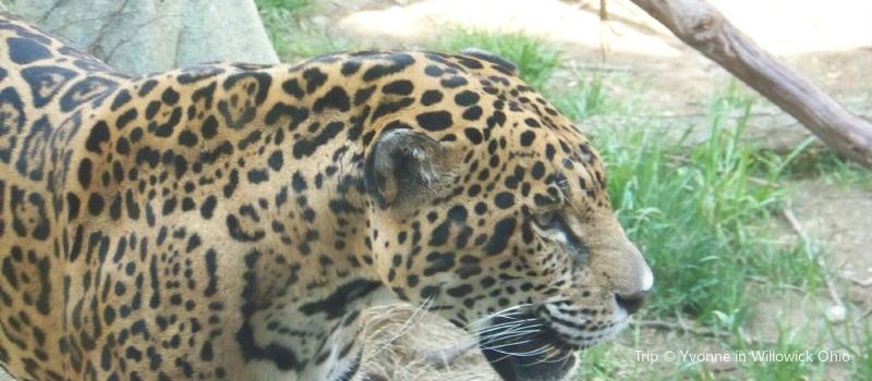 Akron Zoo
