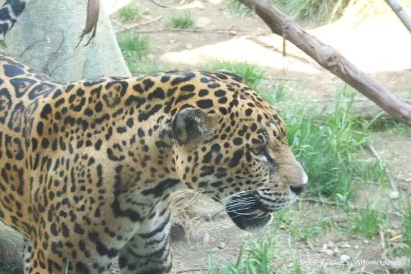 阿克倫動物園