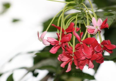 海利根花園