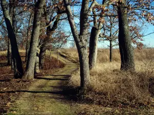 Avon Heath Country Park