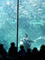 兩大洋水族館