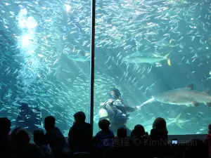 兩大洋水族館