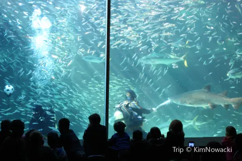 Two Oceans Aquarium