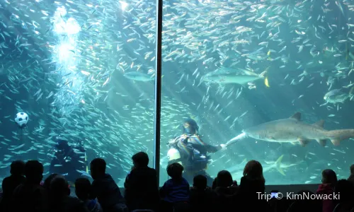 Two Oceans Aquarium