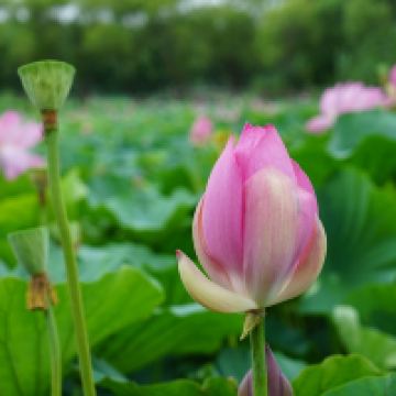 評論圖片 2