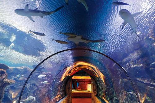 Plippi Toys Mandalay Bay Reef Aquarium In Las Vegas. #mandalaybay