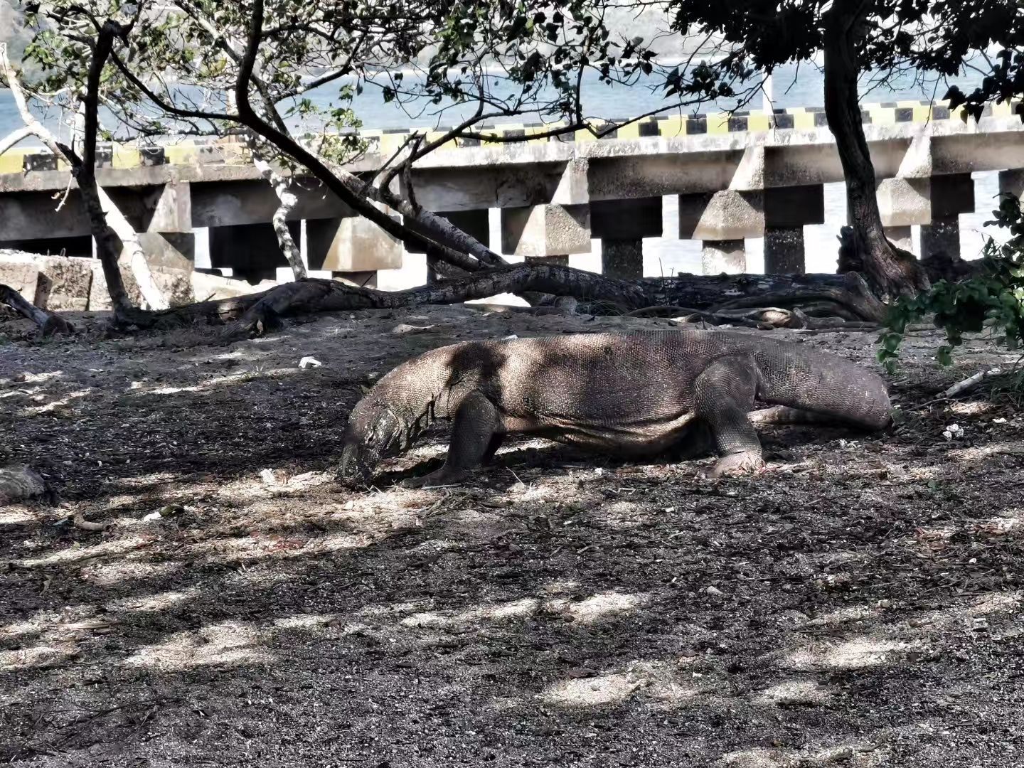 Komodo National Park コモド島 評判 案内 トリップドットコム