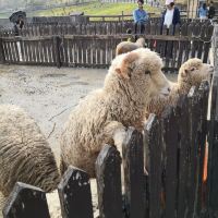 評論圖片 2