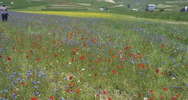 Piana di Castelluccio di Norcia