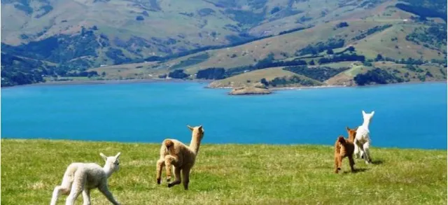 Embracing farm life: Niche Travel Choices in New Zealand