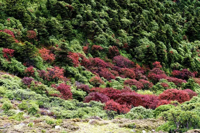 China’s 10 Most Beautiful Pristine Forests