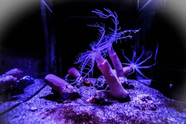 【鹿兒島水族館】 水族館交通、玩法、周邊必吃美食全攻略