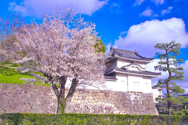 It is Time for Sakura Viewing Again in Kyoto. The Pink Sakura is More Matched with The Ancient Capital. 