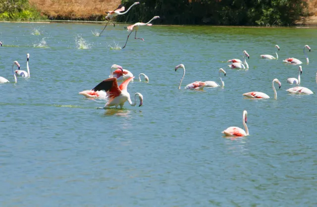 Honolulu Zoo: Best Family Activity