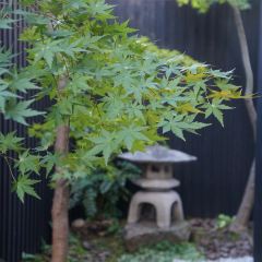 Taisho HANANA User Photo