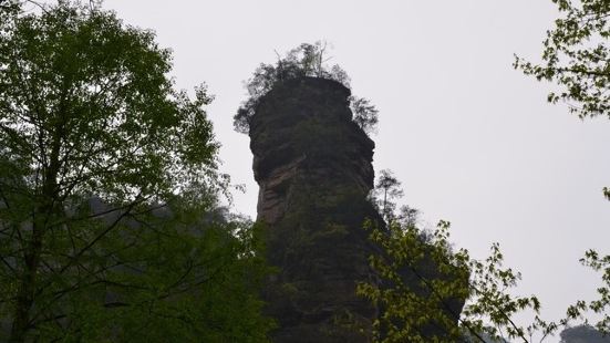 文星岩是金鞭溪旁的一块石头，此峰顶如人面浮雕，面容清癯，隆鼻