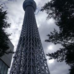 天空LOUNGE TOP of TREE張用戶圖片