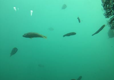Ashizuri Underwater Aquarium