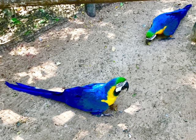 Birds Park