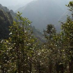 瑶山油茶 ảnh của người dùng