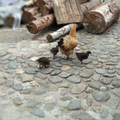 一步岭土鸡土菜馆 User Photo