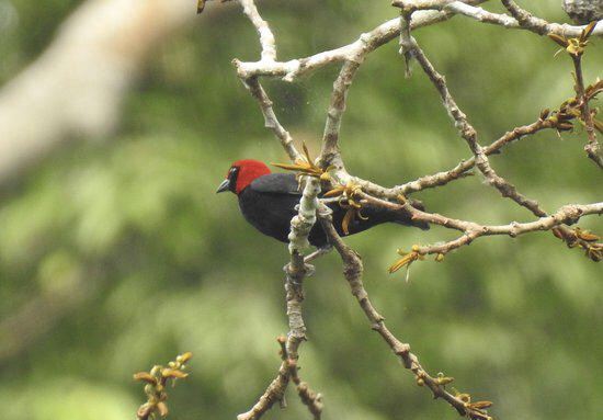Kakum National Park
